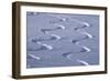 Deep Powder Snow, Ski Traces, Tyrol, Austria-Norbert Eisele-Hein-Framed Photographic Print