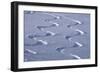 Deep Powder Snow, Ski Traces, Tyrol, Austria-Norbert Eisele-Hein-Framed Photographic Print