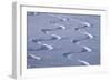 Deep Powder Snow, Ski Traces, Tyrol, Austria-Norbert Eisele-Hein-Framed Photographic Print