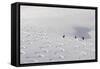 Deep Powder Snow, Skiing, Tyrol, Austria-Norbert Eisele-Hein-Framed Stretched Canvas