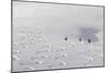 Deep Powder Snow, Skiing, Tyrol, Austria-Norbert Eisele-Hein-Mounted Photographic Print