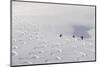 Deep Powder Snow, Skiing, Tyrol, Austria-Norbert Eisele-Hein-Mounted Photographic Print