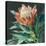 Deep Protea Crop-Danhui Nai-Stretched Canvas