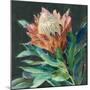 Deep Protea Crop-Danhui Nai-Mounted Art Print