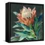 Deep Protea Crop-Danhui Nai-Framed Stretched Canvas