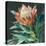 Deep Protea Crop-Danhui Nai-Stretched Canvas