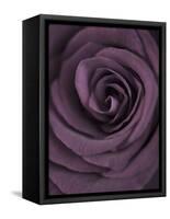 Deep Purple Rose-Clive Nichols-Framed Stretched Canvas