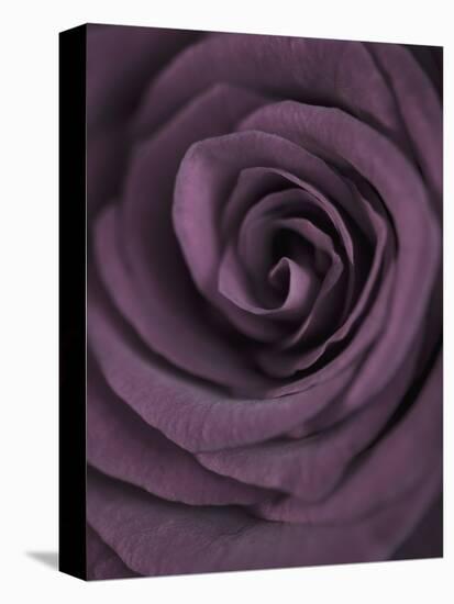 Deep Purple Rose-Clive Nichols-Stretched Canvas