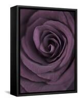 Deep Purple Rose-Clive Nichols-Framed Stretched Canvas