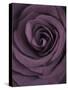 Deep Purple Rose-Clive Nichols-Stretched Canvas