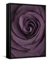 Deep Purple Rose-Clive Nichols-Framed Stretched Canvas