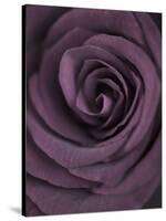 Deep Purple Rose-Clive Nichols-Stretched Canvas