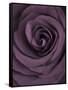 Deep Purple Rose-Clive Nichols-Framed Stretched Canvas