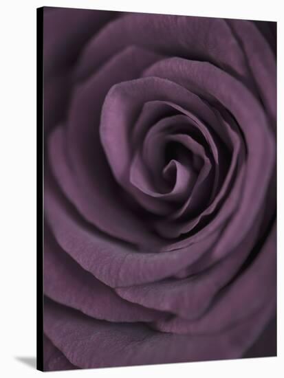 Deep Purple Rose-Clive Nichols-Stretched Canvas