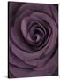 Deep Purple Rose-Clive Nichols-Stretched Canvas