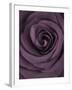 Deep Purple Rose-Clive Nichols-Framed Premium Photographic Print