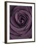 Deep Purple Rose-Clive Nichols-Framed Premium Photographic Print