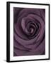 Deep Purple Rose-Clive Nichols-Framed Premium Photographic Print