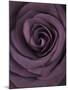 Deep Purple Rose-Clive Nichols-Mounted Premium Photographic Print