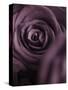 Deep Purple Rose-Clive Nichols-Stretched Canvas