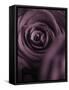 Deep Purple Rose-Clive Nichols-Framed Stretched Canvas