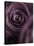 Deep Purple Rose-Clive Nichols-Stretched Canvas