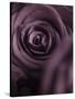 Deep Purple Rose-Clive Nichols-Stretched Canvas