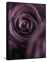 Deep Purple Rose-Clive Nichols-Framed Stretched Canvas