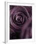 Deep Purple Rose-Clive Nichols-Framed Premium Photographic Print