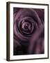 Deep Purple Rose-Clive Nichols-Framed Premium Photographic Print