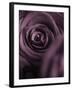 Deep Purple Rose-Clive Nichols-Framed Premium Photographic Print