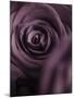 Deep Purple Rose-Clive Nichols-Mounted Premium Photographic Print