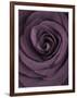 Deep Purple Rose-Clive Nichols-Framed Photographic Print