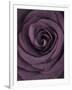 Deep Purple Rose-Clive Nichols-Framed Photographic Print