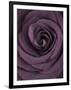 Deep Purple Rose-Clive Nichols-Framed Photographic Print