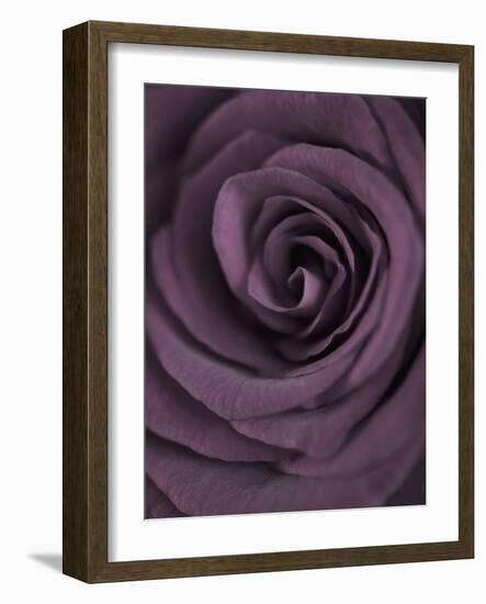 Deep Purple Rose-Clive Nichols-Framed Photographic Print