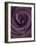 Deep Purple Rose-Clive Nichols-Framed Photographic Print