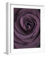 Deep Purple Rose-Clive Nichols-Framed Photographic Print