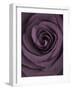 Deep Purple Rose-Clive Nichols-Framed Photographic Print