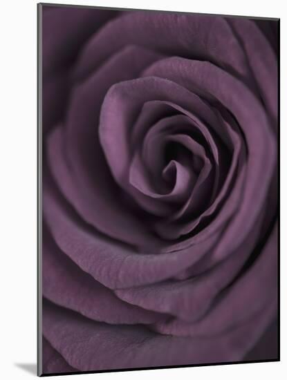 Deep Purple Rose-Clive Nichols-Mounted Photographic Print