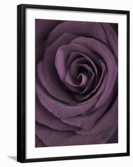 Deep Purple Rose-Clive Nichols-Framed Photographic Print