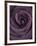 Deep Purple Rose-Clive Nichols-Framed Photographic Print