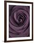 Deep Purple Rose-Clive Nichols-Framed Photographic Print