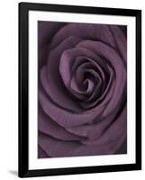 Deep Purple Rose-Clive Nichols-Framed Photographic Print