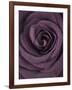 Deep Purple Rose-Clive Nichols-Framed Photographic Print