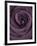 Deep Purple Rose-Clive Nichols-Framed Photographic Print