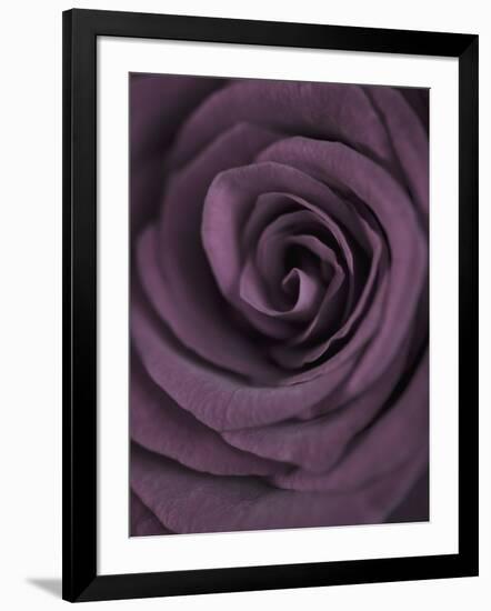 Deep Purple Rose-Clive Nichols-Framed Photographic Print