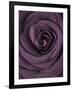 Deep Purple Rose-Clive Nichols-Framed Photographic Print