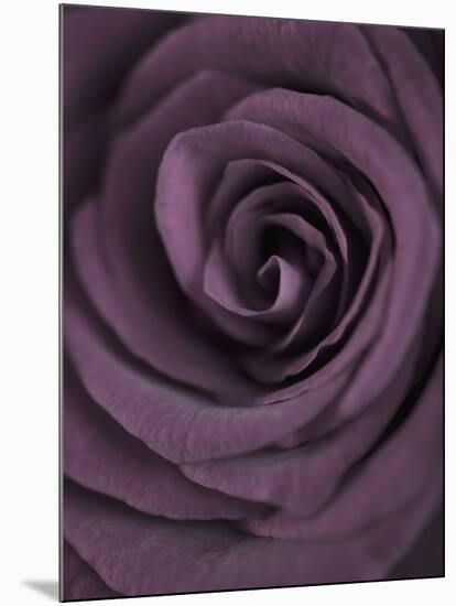 Deep Purple Rose-Clive Nichols-Mounted Photographic Print