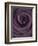 Deep Purple Rose-Clive Nichols-Framed Photographic Print